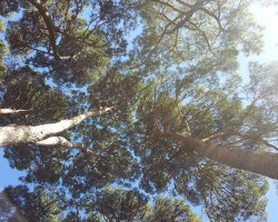 your #WOMADelaide #hammocktime invitation